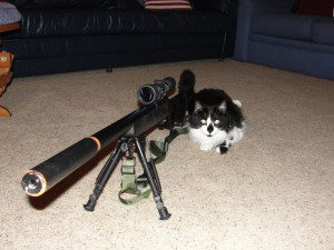 Sniper Cat Pokemon