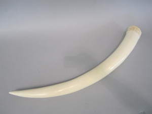 Hand Carved Elephant tusk appraisal