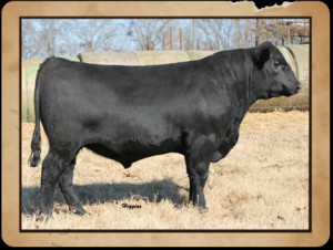 Black Angus Cattle for Sale