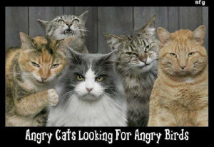 Angry cats looking for angry birds