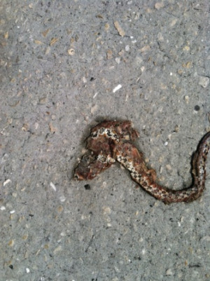 space i took a picture and paired it with a plagiarized photo of a ...