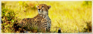 833-cheetah.jpg
