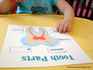 We learned about the parts of a tooth from a great Dental preschool ...