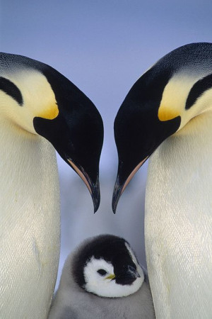 Emperor Penguin Aptenodytes Forsteri by Tui De Roy~~