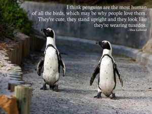 think penguins are the most human of all the birds, which may be why ...