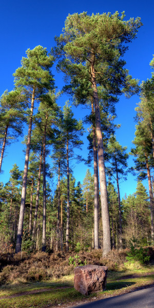 Pine Trees Rmation
