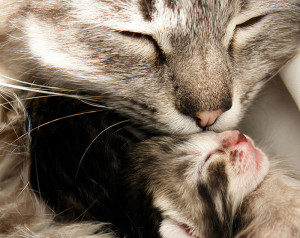 Beautiful photos of loving mother and baby animal (25 pictures)