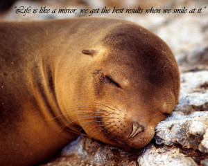 animals and life quotes written by helen thursday 07 january 2010