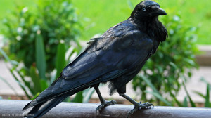 Related Pictures raven bird
