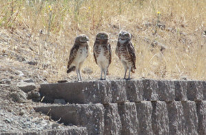 Burrowing owls in a den of iniquity