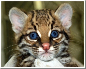 color pictures: 717171 color pictures: 667932 color pictures: 909090 ...