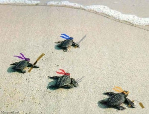 real life teenage mutant ninja turtleees!