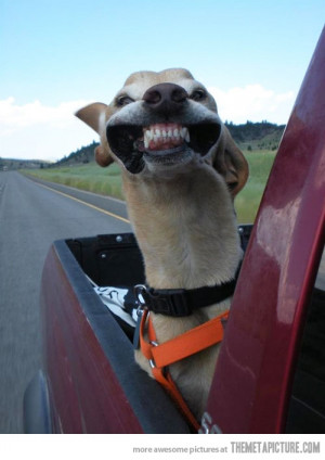 funny dog face wind teeth