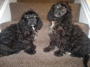 COCKAPOO PUPPy F1 girls FOR SALE ADOPTION from leeds England West ...