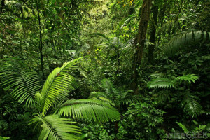 Tropical Rain Forest Climate Zone
