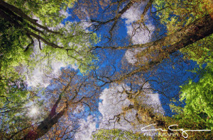 1000wordsforfrance.blo...