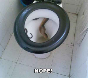 Spiders in the toilet paper roll?…that’s nothing. Try living in ...