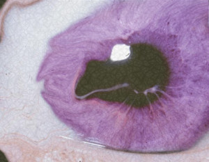 sad Grunge eye acid purple freak pastel analog pastel goth pastel ...