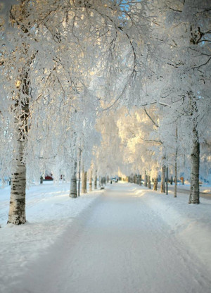Winter Wonderland, Switzerland.