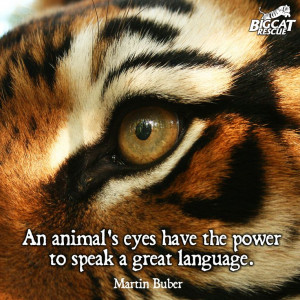 So true, we LIKE this quote… :) #tiger #eye #animal #welfare