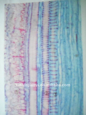 pumpkin stem section biological microscope prepared slides educational