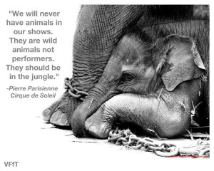 belong in captivity boycott the circus and do not support the zoo ...