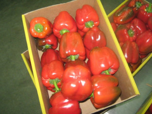View Product Details: Bell pepper (red & yellow)