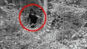 Quotes Pictures List: What Does Bigfoot Look Like