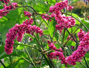 Kiss Me Over the Garden Gate