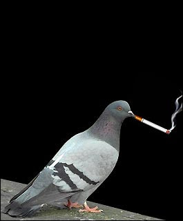 Funny Pigeons Latest Funny Pictures