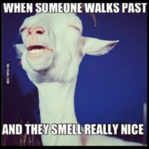 ... Goat Tofunny Funny Quote Quotes Photography Pictures, Photos & Quotes