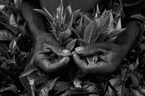 ... Salgado captured the workers in their element and presented them in