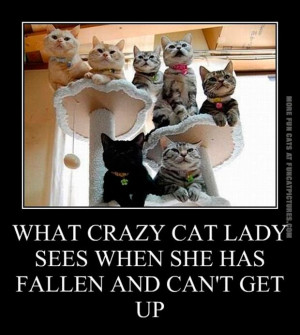 funny-cat-pics-what-crazy-cat-lady-sees