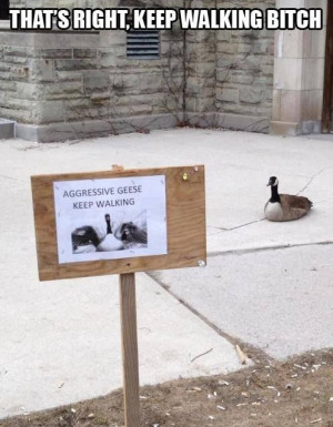 funny-pictures-aggressive-geese