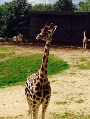 The Safari Animals Are Completely Unbothered By Endless Cars