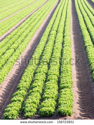 Intensive farming Stock Photos, Illustrations, and Vector Art