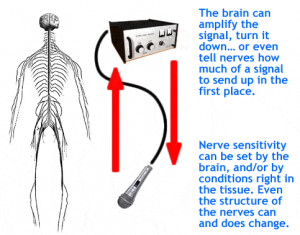 NERVES Uh, right. What was I saying? Gosh, it seems like just a second ...