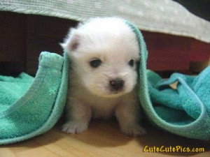 ... burgess image cute japaneze splitz puppy picture adorable puppies