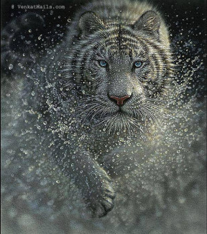 Tiger - the most beautiful animal of the world. The strength and his ...