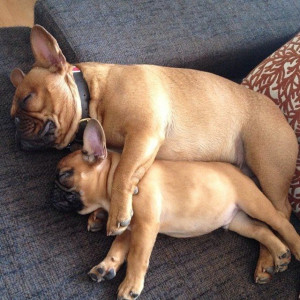 Cuddling dogs