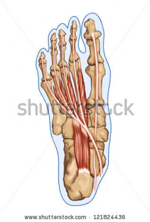 Lubricals Anatomy Leg And