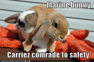 cats : funny-pictures-marine-bunny