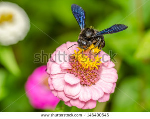 Bee Flower Humble Isolated