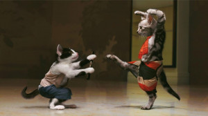funny animals cats fighting funny animals cats fighting funny animals