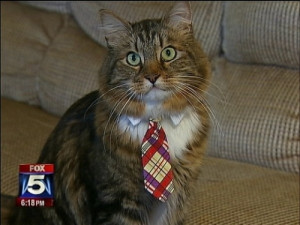 Hank the Cat, a Maine coon who ran on a platform of “Jobs, Animal ...
