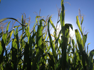Pictures and Quotes about Corn