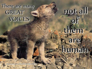 native american quotes about wolves | Voices | Penspen's Blog
