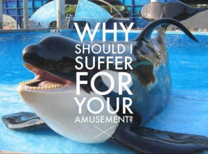 Keeping Orcas in captivity - Is it wrong?