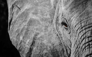 Elephant Pictures Black And White 17880 Hd Wallpapers