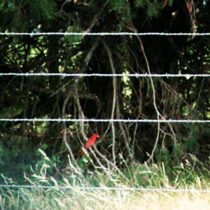 Here he is hiding in the trees. I love telephoto lens. #birds # ...